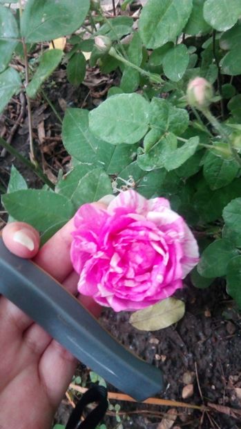  - Grădiniță de flori2017