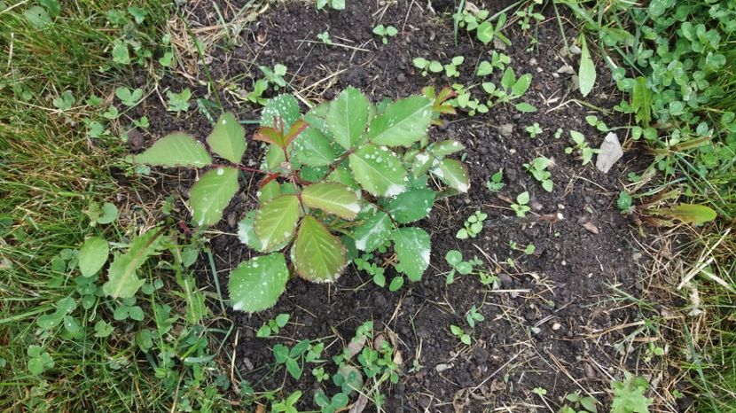 1495447062840-2025285366 - Emilien Guillot