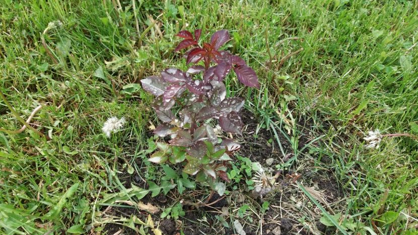 Al doi le a degerat dar mai putin... - Broceliande