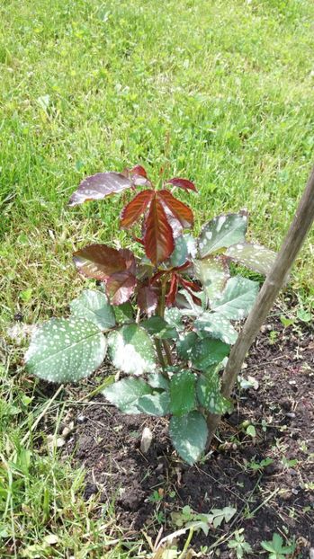 Degerat un pic dar se tine bine - Dimov 85-posibil Princess de Monaco