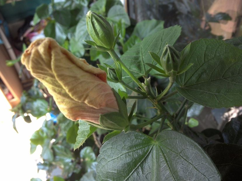 WIN_20170522_114728 - Jolanda Gommer