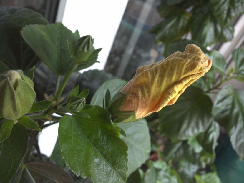 WIN_20170522_114758 - Jolanda Gommer