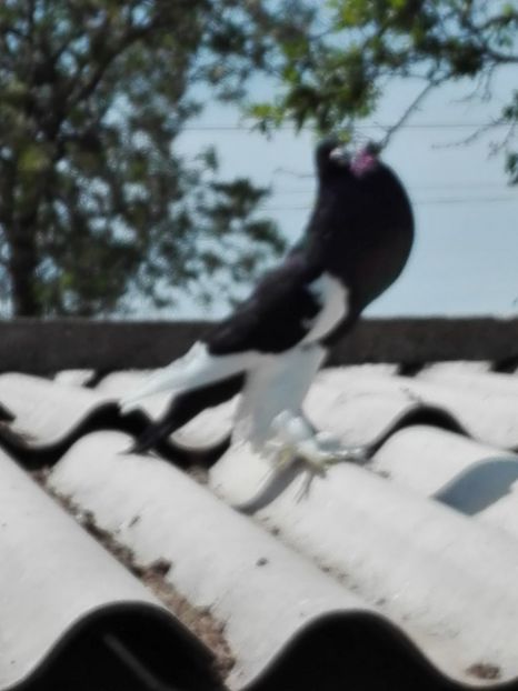  - Pomerani linie noua