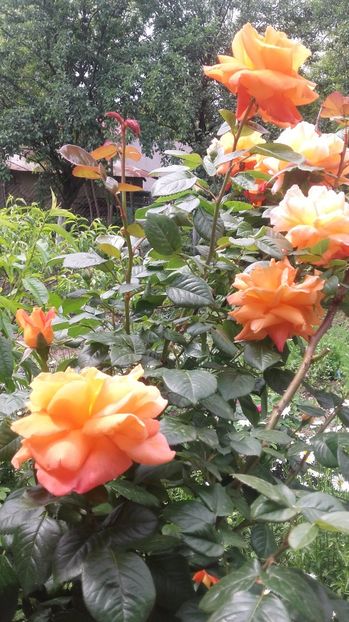  - 2017 gradina