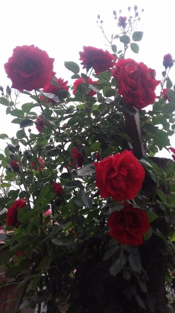  - 2017 gradina