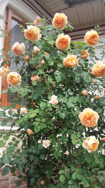  - 2017 gradina