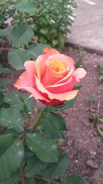  - 2017 gradina