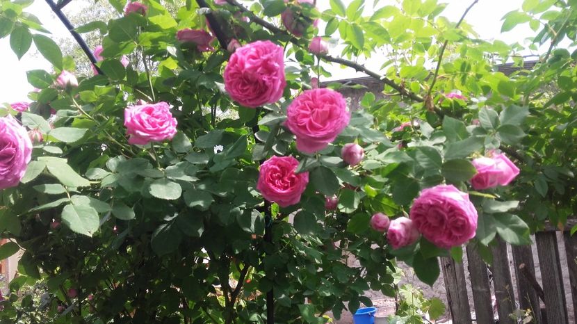  - 2017 gradina