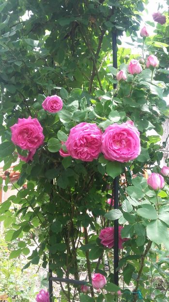  - 2017 gradina