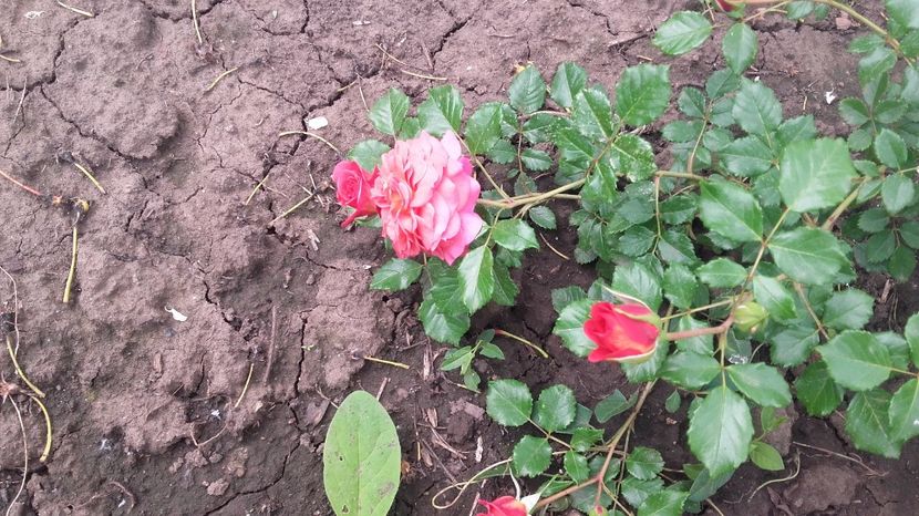  - 2017 gradina