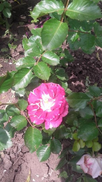  - 2017 gradina