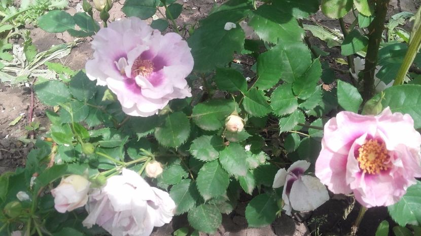  - 2017 gradina