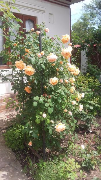  - 2017 gradina