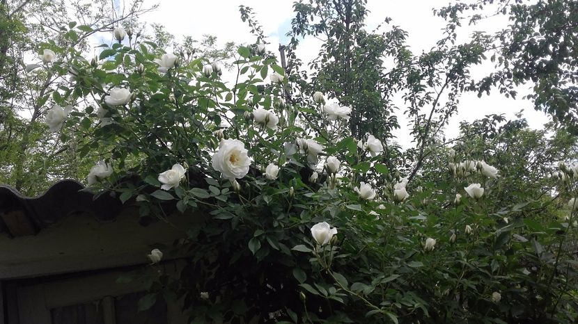  - 2017 gradina