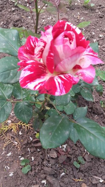  - 2017 gradina