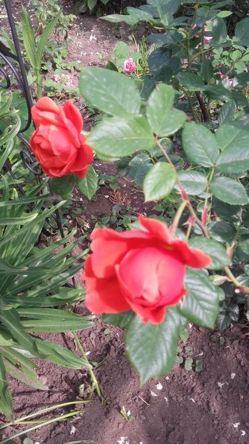  - 2017 gradina