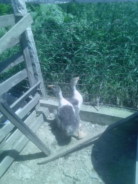  - GASTE POMERANIENE IMPORT SERBIA