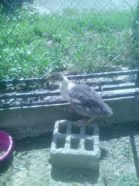  - GASTE POMERANIENE IMPORT SERBIA