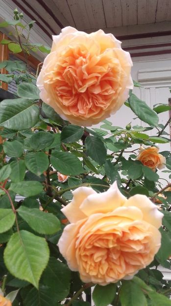  - crown princess margareta