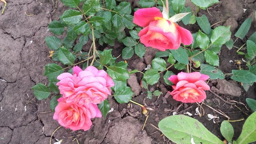  - Christopher Marlowe