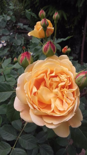  - Golden Celebration