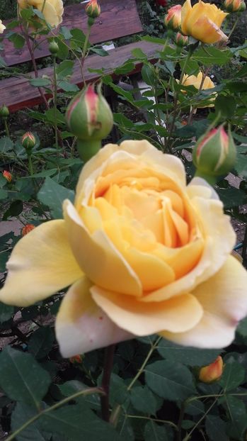  - Golden Celebration