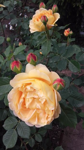  - Golden Celebration