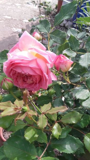  - jubilee celebration