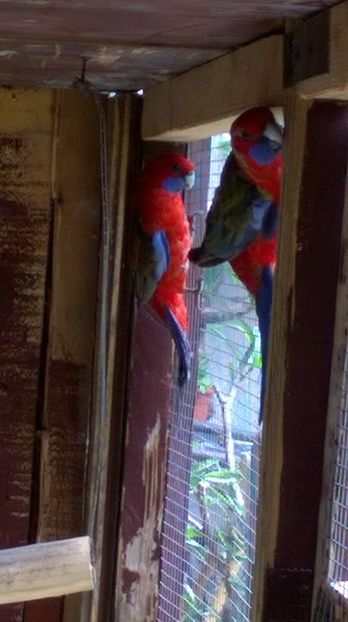  - papagali rosella penant