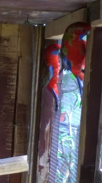  - papagali rosella penant
