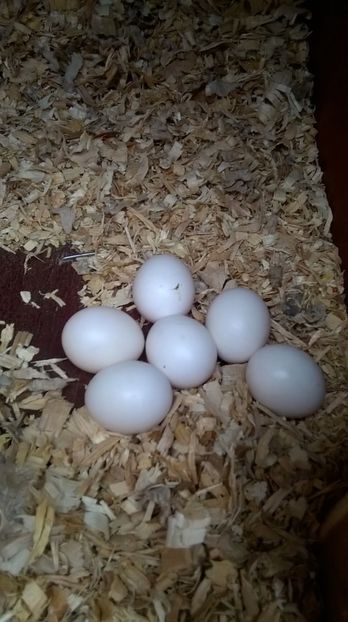  - papagali rosella penant