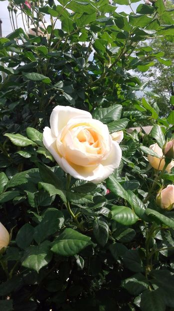  - Uetersener Klosterrose