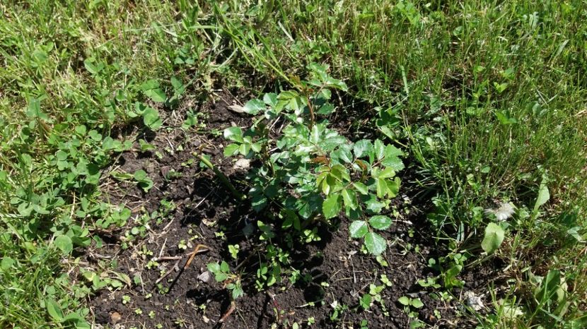 Mititel dar ma bucur ca s au prins toți! - Christopher Marlowe