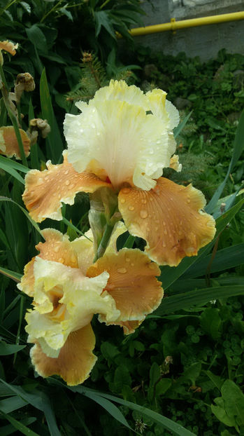 tmp_3178-20170522_0901471960381295 - irisi 2017