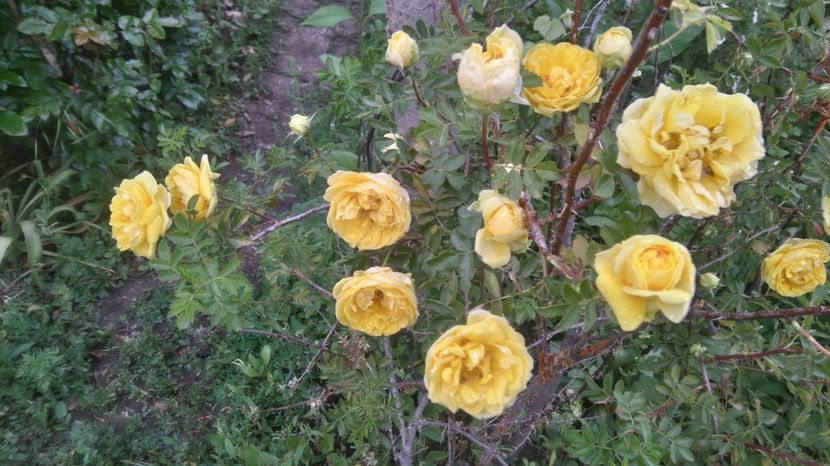 Persian  Yellow - Trandafiri 2017