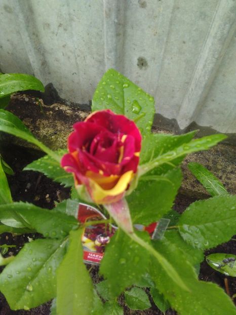 Trandafir - Florile mele