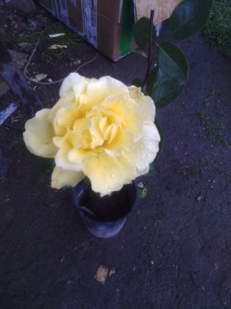Trandafir - Florile mele