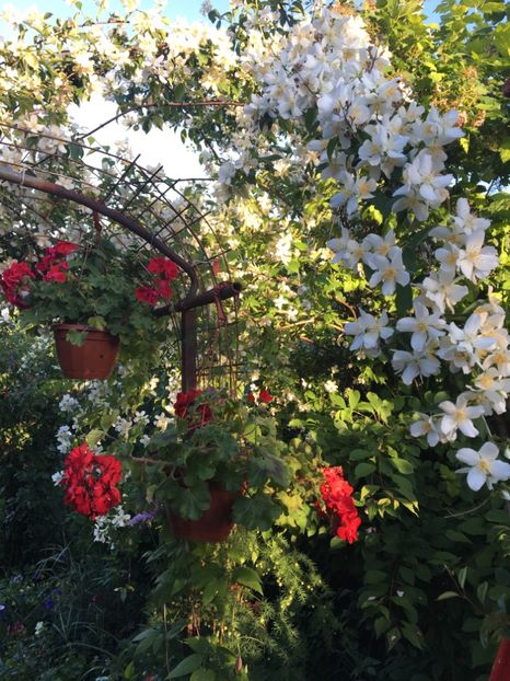  - Arbusti 2017 23 24