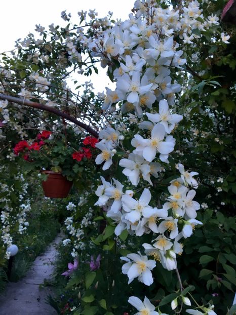  - Arbusti 2017 23 24