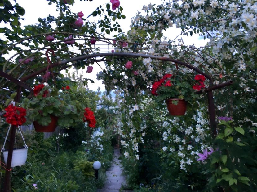  - Arbusti 2017 23 24