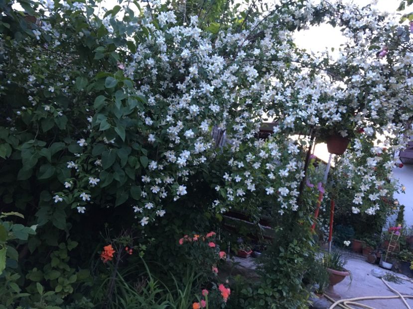  - Arbusti 2017 23 24