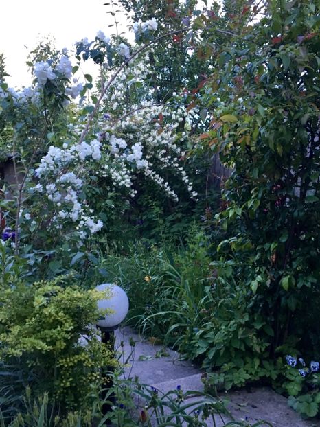  - Arbusti 2017 23 24