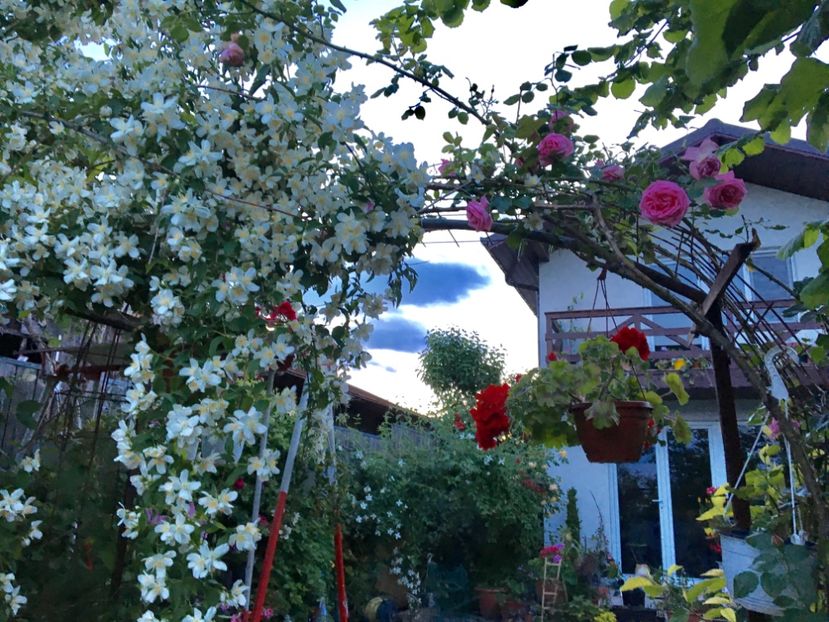  - Arbusti 2017 23 24