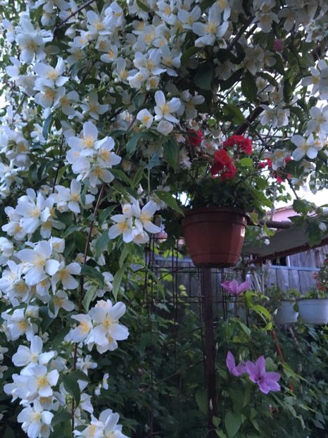  - Arbusti 2017 23 24