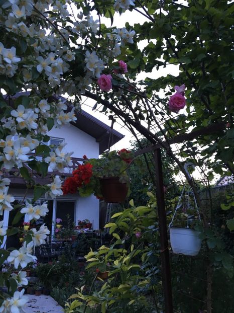  - Arbusti 2017 23 24