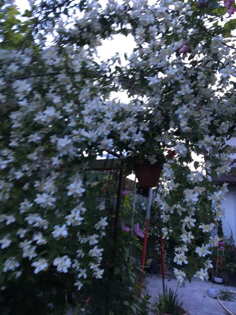  - Arbusti 2017 23 24