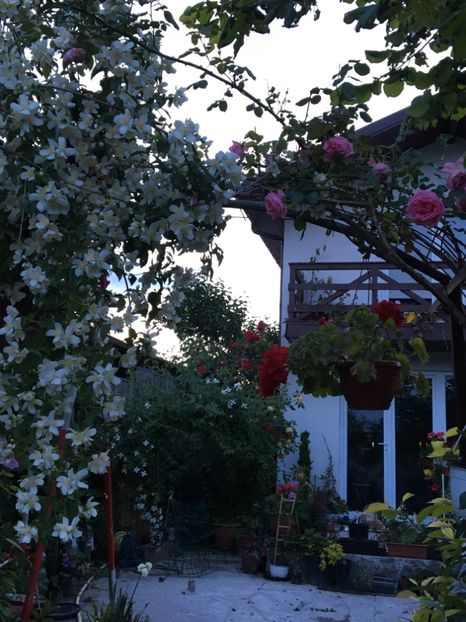  - Arbusti 2017 23 24