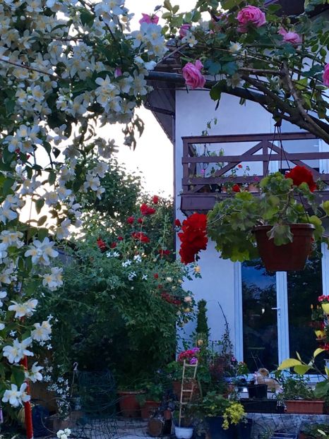  - Arbusti 2017 23 24