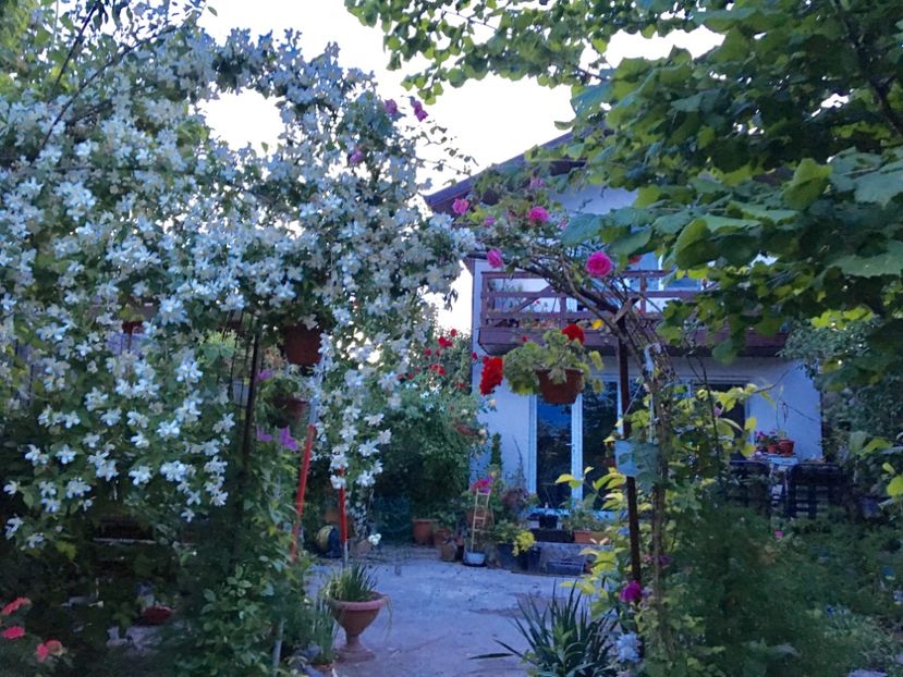  - Arbusti 2017 23 24