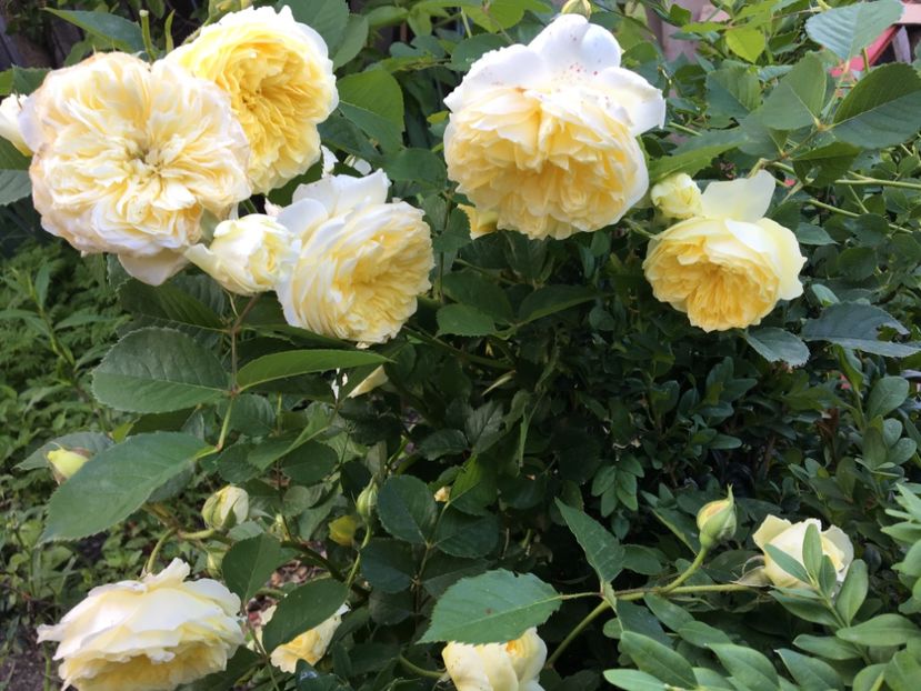 The Pilgrim - Trandafiri 2017